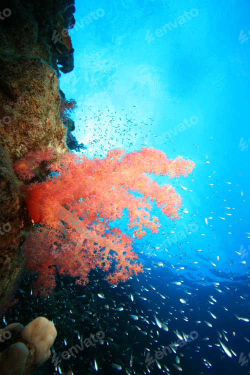 Preview: Colorful Soft Coral On Sunlight