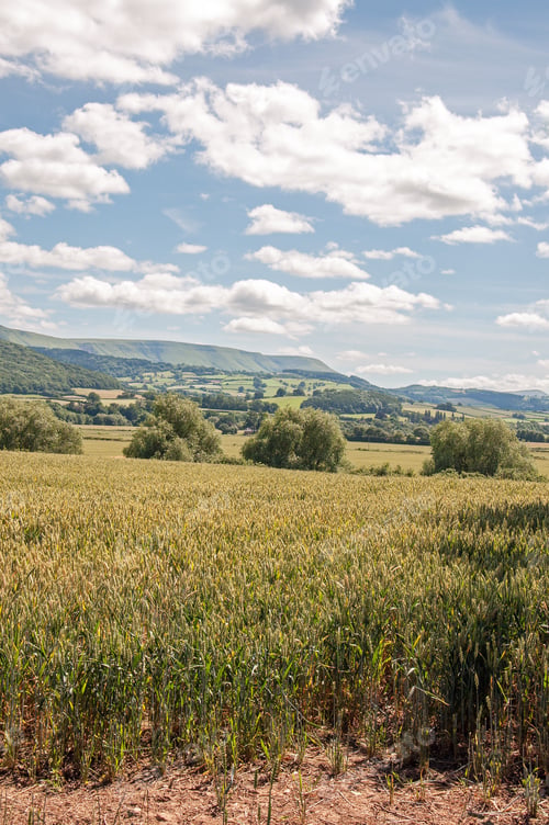 Preview: Summer Meadows In The British Countryside.