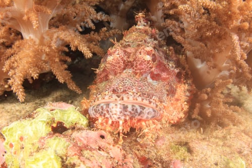 Preview: Scorpionfish Camouflaged Amongst Coral