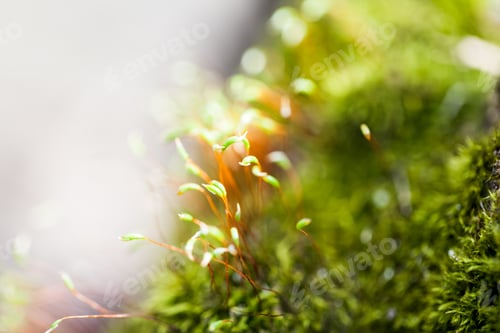 Preview: Abstract, Colorful Composition With Moss Flowers In Spring