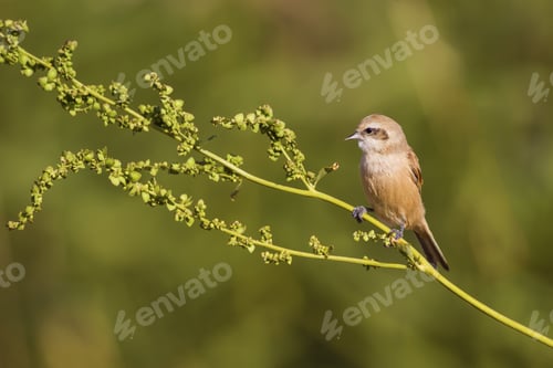 Preview: Little Cute Bird. Yellow Green Nature Background. Common Bird: Eurasian Penduline Tit. Remiz