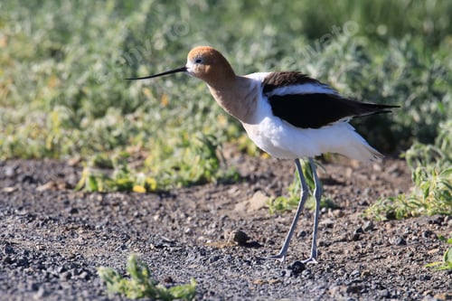 Preview: American Avocet Oregon Usa