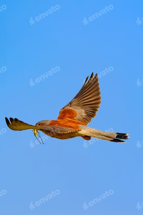 Preview: Flying Falcon With Hunt. Blue Sky Background. Bird: Lesser Kestrel. Falco Naumanni.
