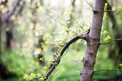 Preview: Light Yellow-Green Leaves On Spring, Natural Background