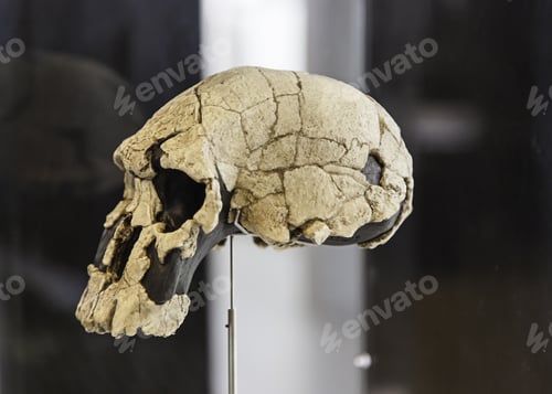 Preview: Prehistoric Human Skulls, Detail Of History Of Mankind, Archeology