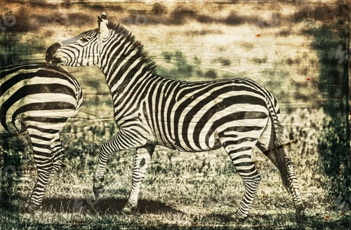 Preview: Vanishing Africa: Vintage Style Image Of Zebras In The Ngorongoro Crater, Tanzania