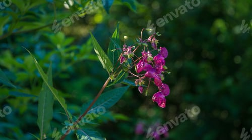 Preview: Purple Flower In The Swamp