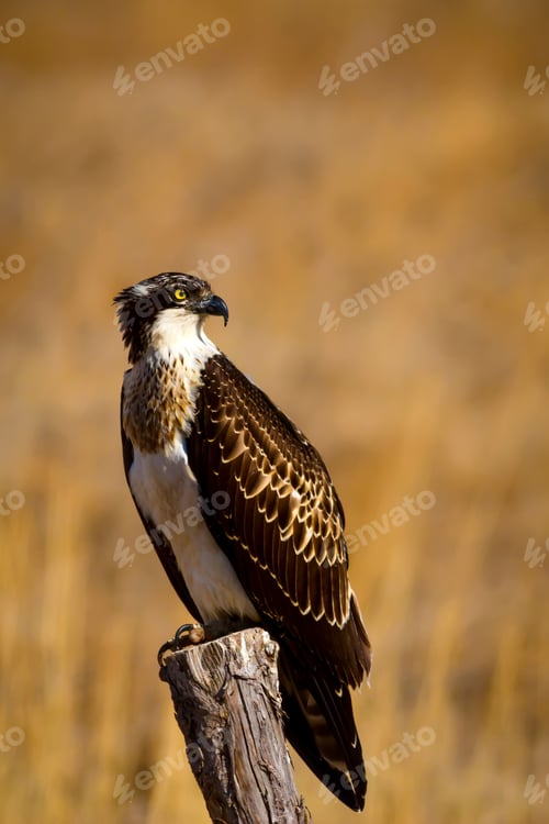 Preview: Osprey. Yellow Nature Background.
