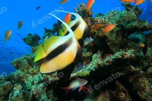Preview: Red Sea Bannerfish (Heniochus Intermedius)