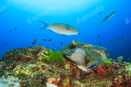 Preview: Coral Anemone And Fish In Sea