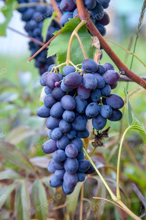 Preview: Bunch Of Blue Grapes Hanging On Grapes Bush In A Vineyard. Close Up View Of Bunch Blue Grapes