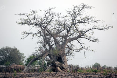 Preview: Huge Tree - African Savannah Lanscape