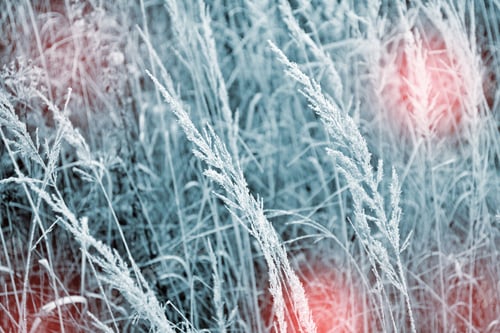 Preview: Winter Forest. Winter Landscape.