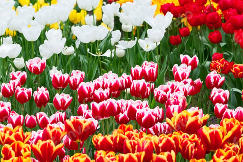 Preview: Holiday Or Birthday Panoramic Background With Tulip Flowerbed, Red, Yellow, White, Holland Flower