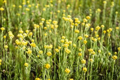 Preview: Forest Flowers And Blossoms In Spring Blooming In Natural Environment