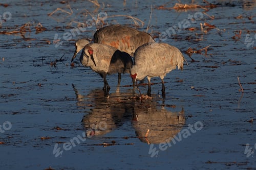 Preview: Sandhill Crane Bosque Del Apache Wildlife Reserve New Mexico Usa