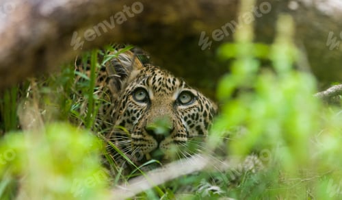 Preview: Leopard In The Maasai Mara National Reserve, Kenya
