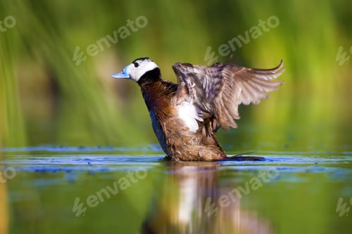 Preview: Swimming Cute Duck. Colorful Nature Background. Bird: White Headed Duck. Oxyura Leucocephala.