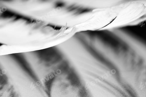Preview: Colorful Hen Feather With Details And Reflexions