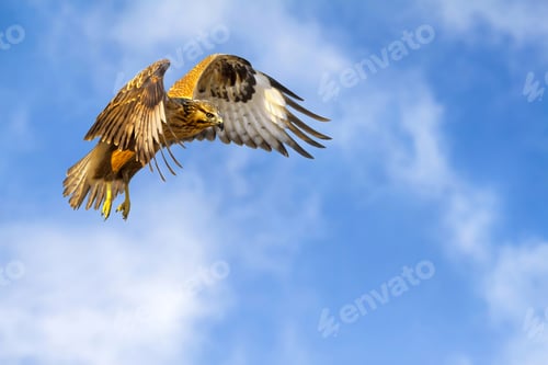 Preview: Bird Of Prey. Flying Buzzard. White Clouds And Blue Sky Background. Bird: Long Legged Buzzard