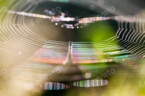 Preview: Abstract Composition With Spider Web Details And Natural Colors