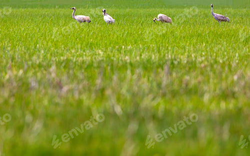 Preview: Crane. Nature Habitat Background. Bird: Common Crane. Grus Grus.