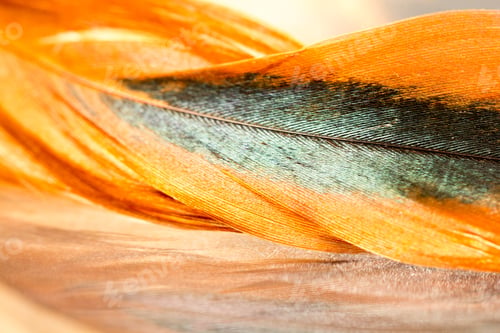 Preview: Colorful Rooster Feather With Details And Reflexions