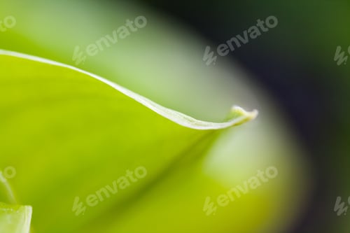 Preview: Green, Abstract Composition With Leaf Texture And Soft Focus
