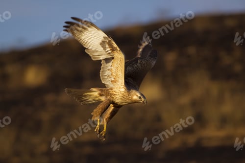 Preview: Bird Of Prey. Flying Buzzard. Yellow Nature Habitat Background. Bird: Long Legged Buzzard. Buteo