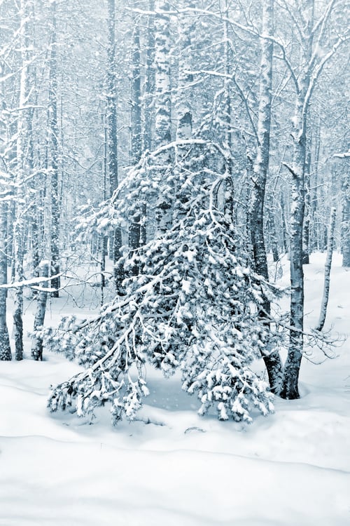 Preview: Winter Forest. Winter Landscape. Snow Covered Trees
