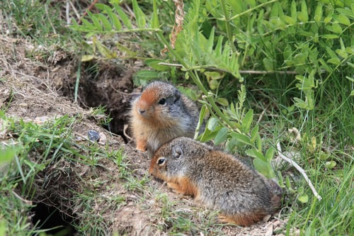 Preview: Columbian Ground Squirrel Cub Canadian Rockies