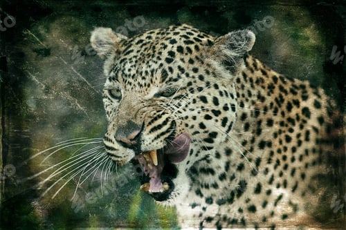 Preview: Vintage Style Image Of A Leopard In The Okavango Delta, Botswana