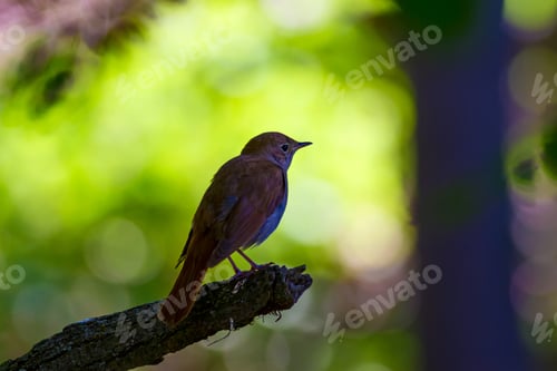 Preview: Common Nightingale. Cute Bird In Tree. Natural Background.