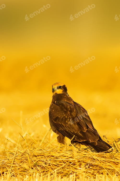 Preview: Yellow Nature Bacground And Hawk.