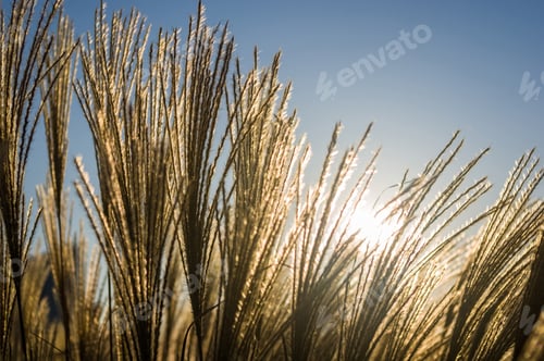 Preview: Chinese Silver Grass, Maiden Grass, Miscanthus Chinese, Miscanthus Sinensis Illuminated By Soft