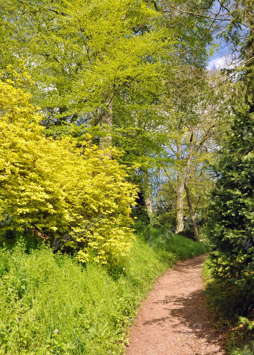 Preview: Springtime Walking In The Forest.