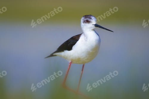 Preview: Cute Bird Black Winged Stilt. Nature Background Black Winged Stilt Himantopus Himantopus