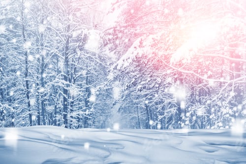 Preview: Frozen Winter Forest With Snow Covered Trees. Outdoor