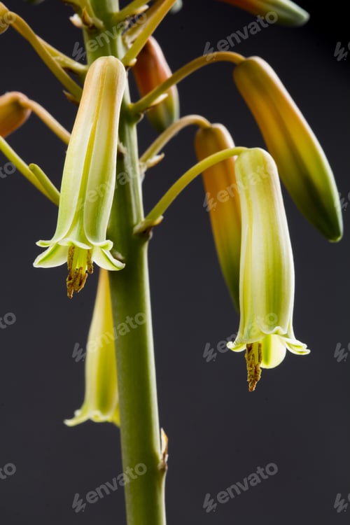 Preview: Aloe Vera Flower With Details And Dark Background