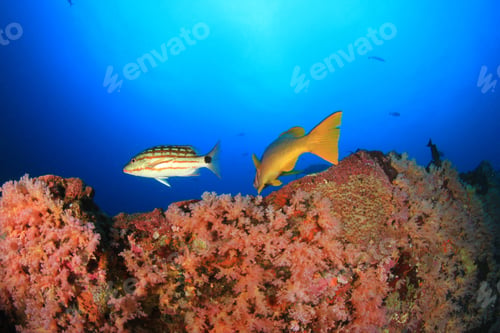 Preview: Coral Reef Sea Ocean Underwater
