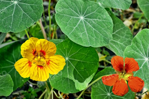 Preview: Colorful Bright Nasturtium Flowers On A Background Summer Landscape