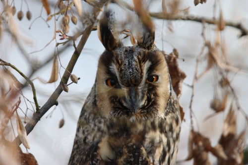 Preview: Long-Eared Owl (Asio Otus) Germany