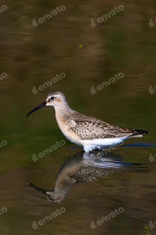 Preview: Water Bird. Nature Background.