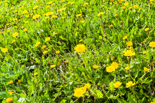 Preview: Field Of Vernal Green Grass With Flowering Dandelions On A Sunny Day In Early Spring