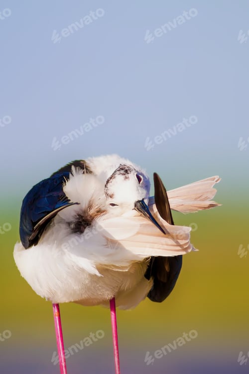 Preview: Cute Long Legged Bird. Colorful Nature Background. Asia, Europe, Africa, America Common Water Bird.