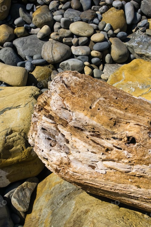 Preview: Driftwood, Washed Up By The Sea On A Pebble Beach On A Warm Summer Day