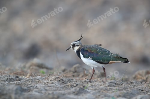 Preview: Lapwing. Northern Lapwing. Vanellus Vanellus,Texel,Holland