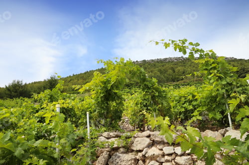 Preview: Peljesac Peninsula Vineyard. Croatia Wine Making Region.
