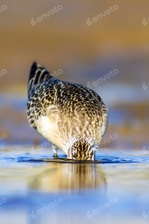 Preview: Water And Waterfowl. Common Water Bird: Curlew Sandpiper. Colorful Nature Habitat Background.