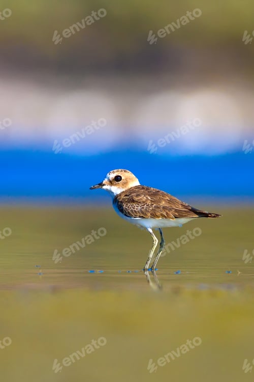 Preview: Cute Bird And Arid Lake. Nature Background.